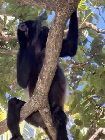 Costa Rica monkey