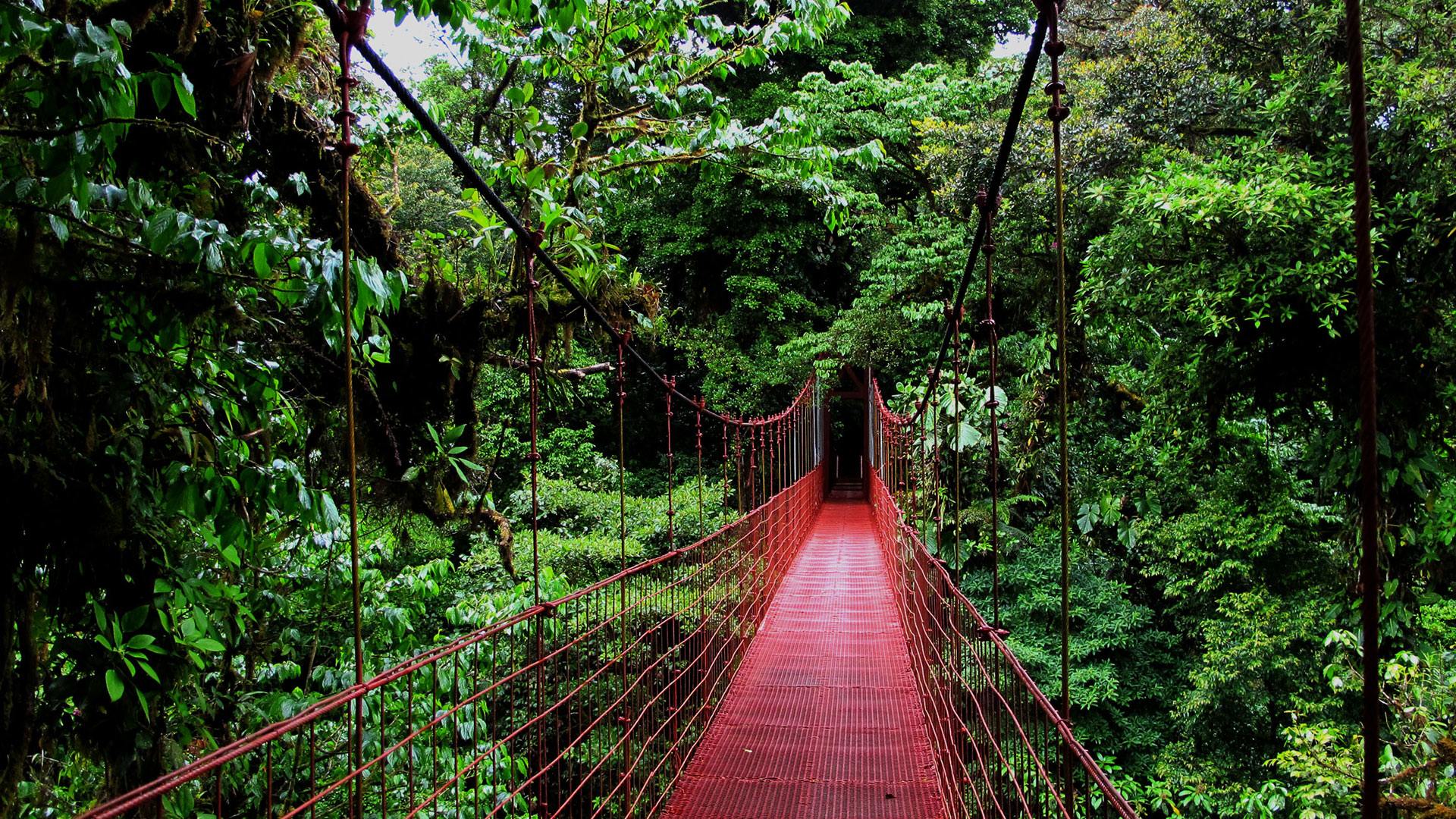 Monteverde Rainforest, Costa Rica загрузить
